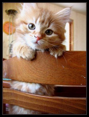 Коты, кошки, котята