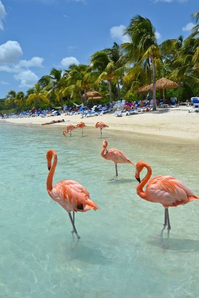 Картинки из Интернетов