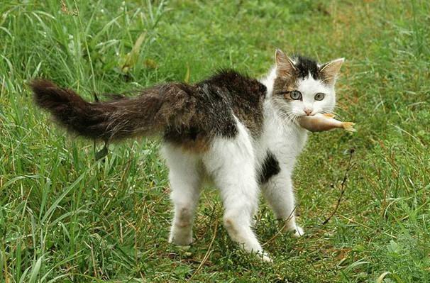 Коты, кошки, котята