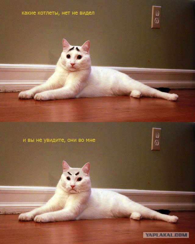 Удивленный Сэм - новый кошачий мем