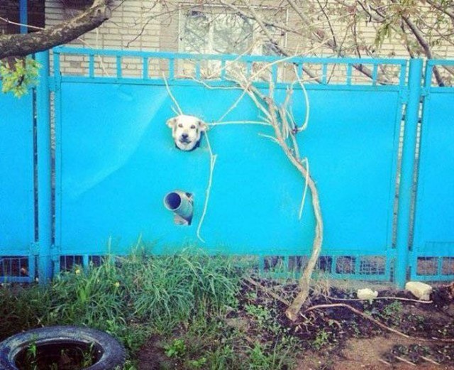Собака в иллюминаторе