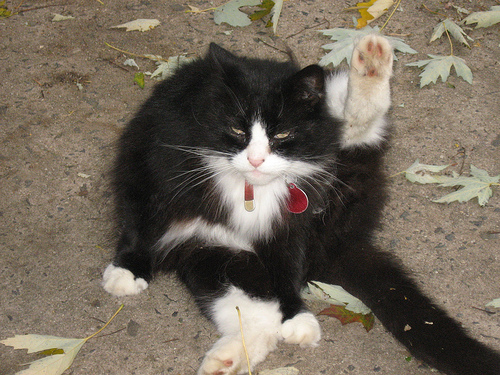 Котовторник: лента прикольных котов на 05.02!