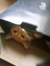 Выглядывающие коты