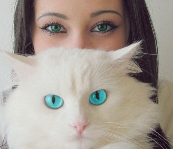 Коты из сети
