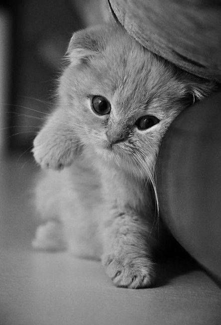 Коты и Кошки