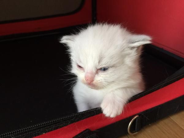 Осеннему котовторнику быть!