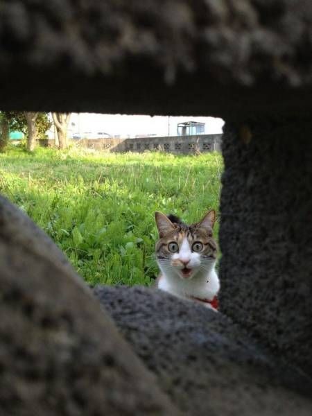 Коты и Кошки