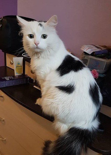 Прикольных котов пост