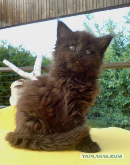 Котовторник на ЯПлакал!