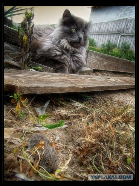 Котовторник на ЯПлакалъ 08.07.2008