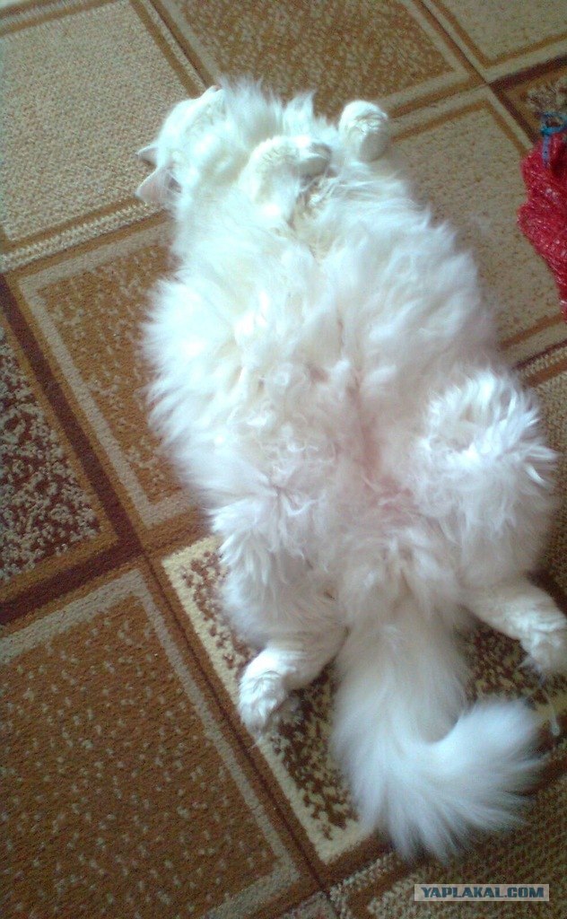 Котовторник 1.11.11