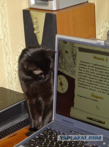 Котовторник!