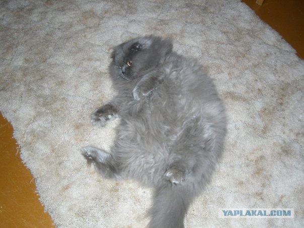 Котовторник 06.12.2011