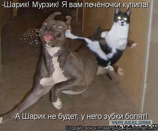 Как на счет собакосреды?