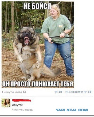 Поехавший пёс кинулся на поехавшего хозяина