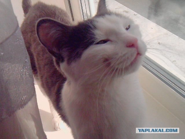 Котонянька и котовторник