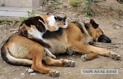 Фото высочайшей четкости