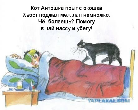 Кот, Антошка и порошок