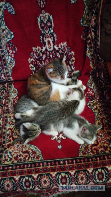 Котодед.