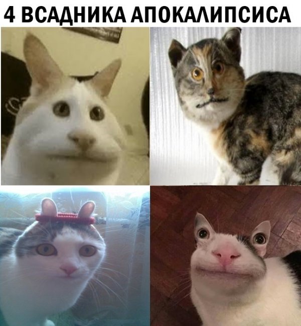Картинки с котами и про котов