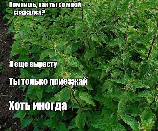 Народная меДИЧина 9011