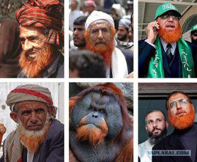 Чем красил бороду пророк