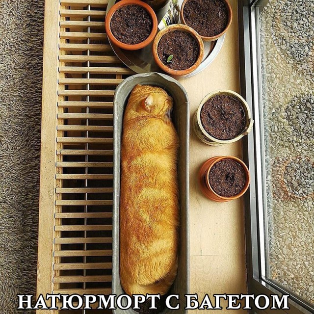 Жизнь домашнего приюта "Котоленд" 418