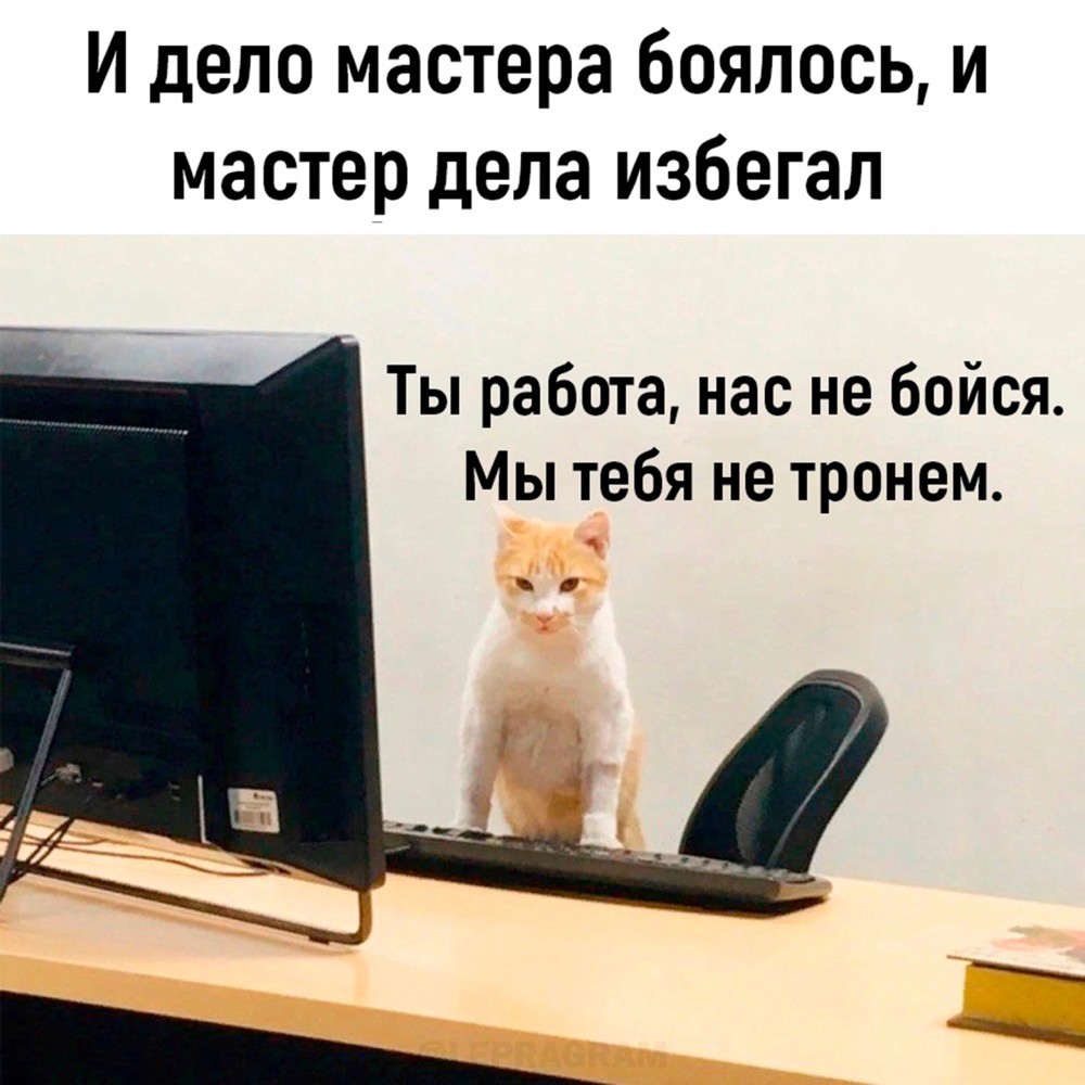 Доброе утро котики. Забавные коты с надписями. Котики японского художника makoto muramatsu. Утренняя кошка. Кошечка с телефоном.