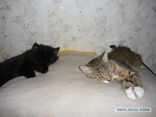 Котовторник 21.05.2013