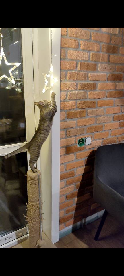 Жизнь с котом в одной картинке