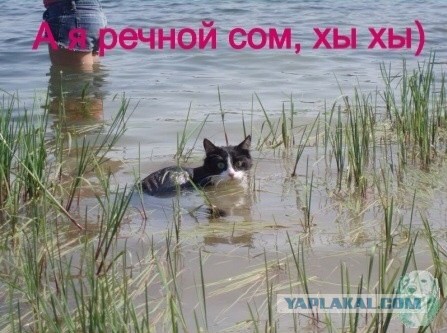 Хвастунишки