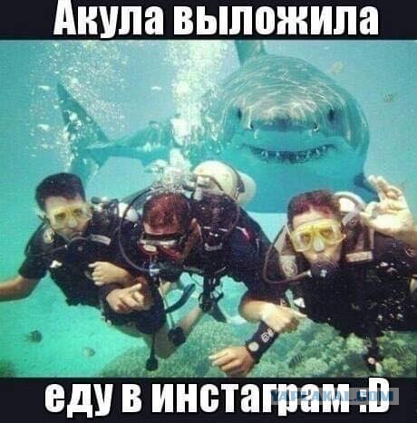 Акула откусила туристке руки, когда та попыталась сделать с ней селфи