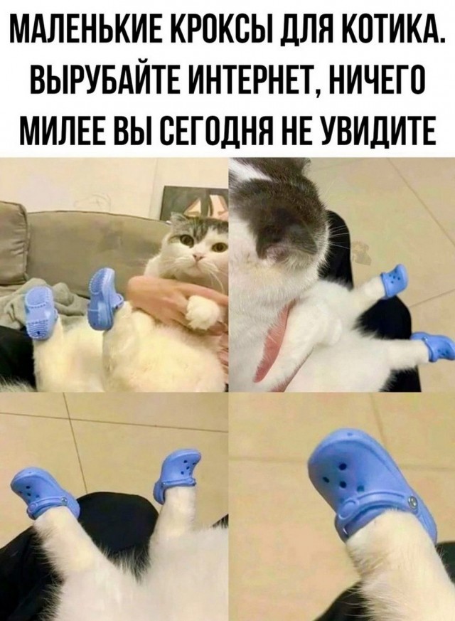 К котовторнику: подборка картинок-баянов с котиками и про котиков. Выпуск 12