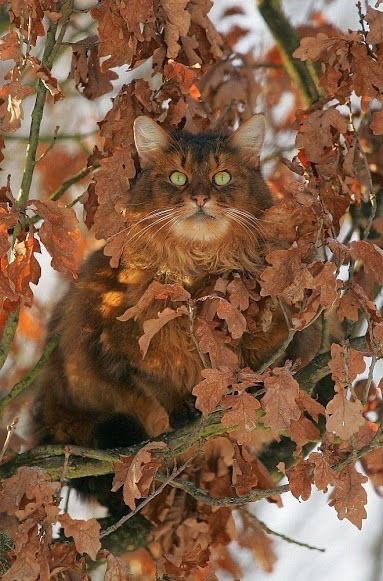 Осенний кот