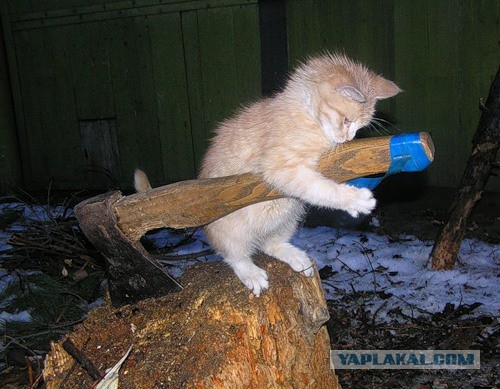 Еще раз о граммар наци