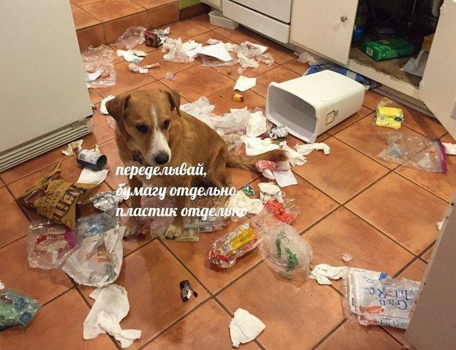 Шерстяные пидо.... братья наши меньшие