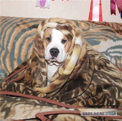 Посвящается противникам бойцовских пород