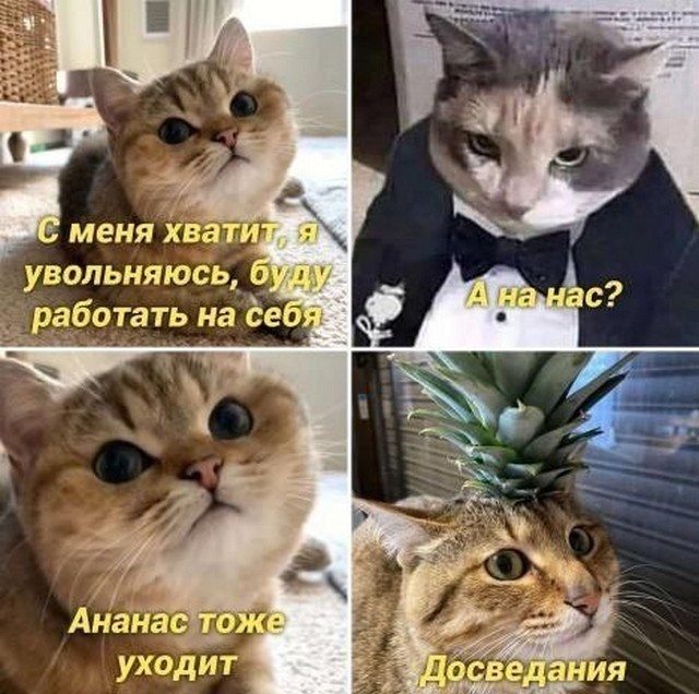 Веселые картинки в понедельник (13.04)