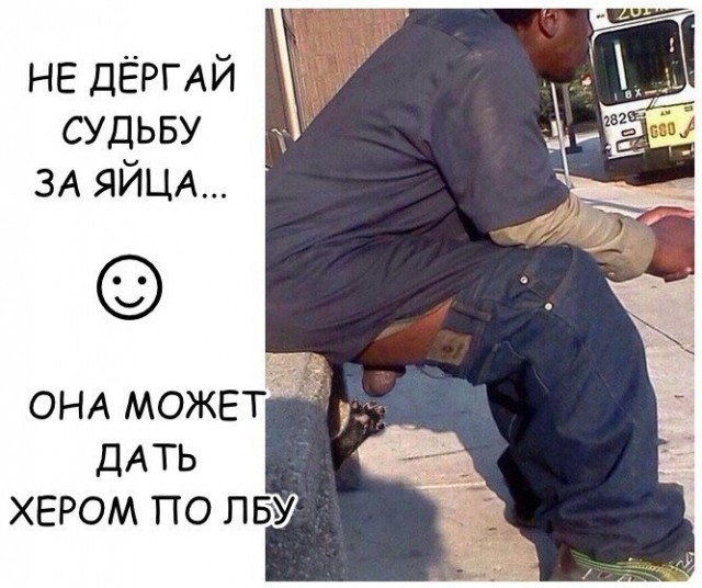 Аккордеоны