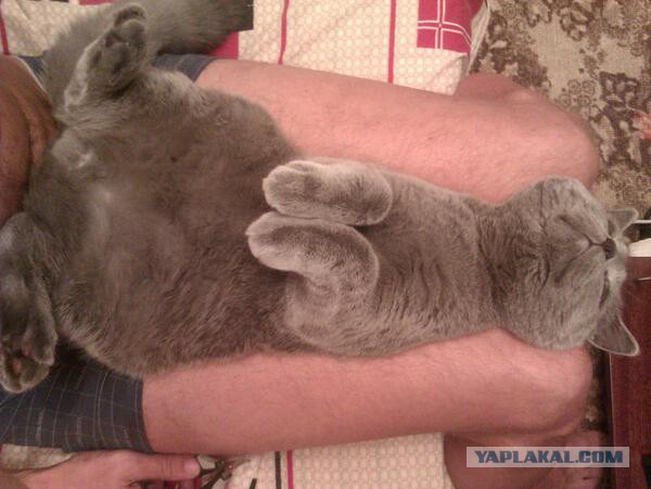 Котовторник 18.03.2014