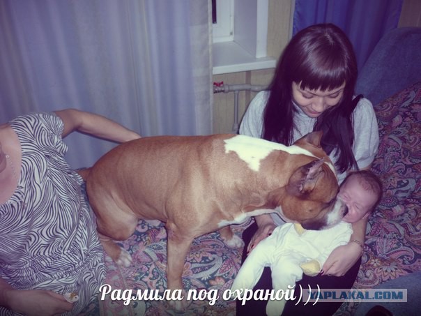 Новые правила содержания собак в Татарстане