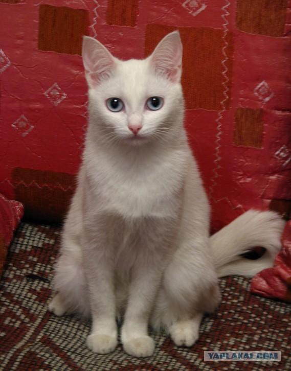 Котовторник 05.08.2014