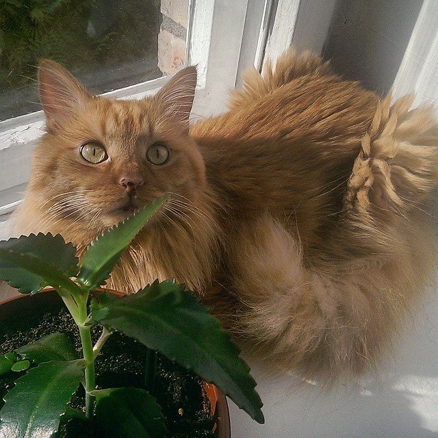 Котовторник 12.08.2014