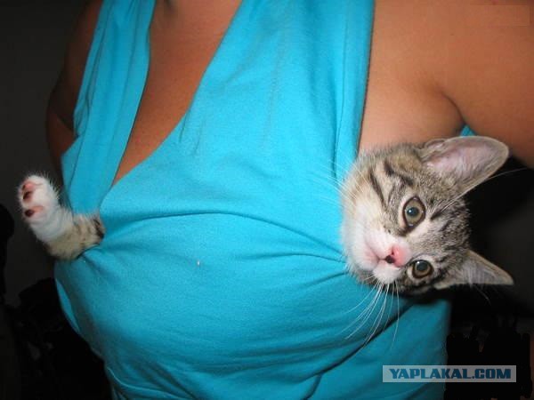 Кошачья логика