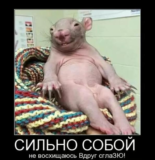О женитьбе на дуре, Путине и вертолетах