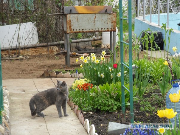 Самые популярные клички кошек и котов