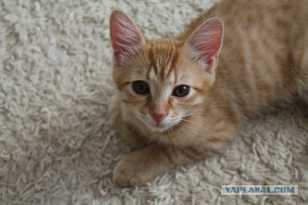 Котовторник 04.08.2015