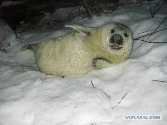 Немного Северной лирики