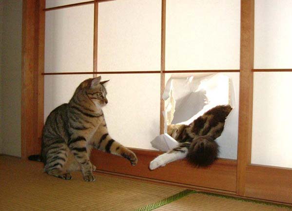 Коты, кошки, котята