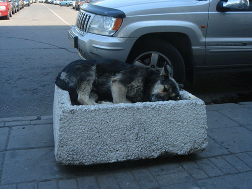 Очень добродушный песик сожрал хозяина